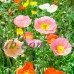 Poppy Flower Seed - Iceland - Champagne Bubbles Mix - 500 Seeds - Annual Poppies Garden - Mixed Colors - Wildflower Flower Gardening   566993610